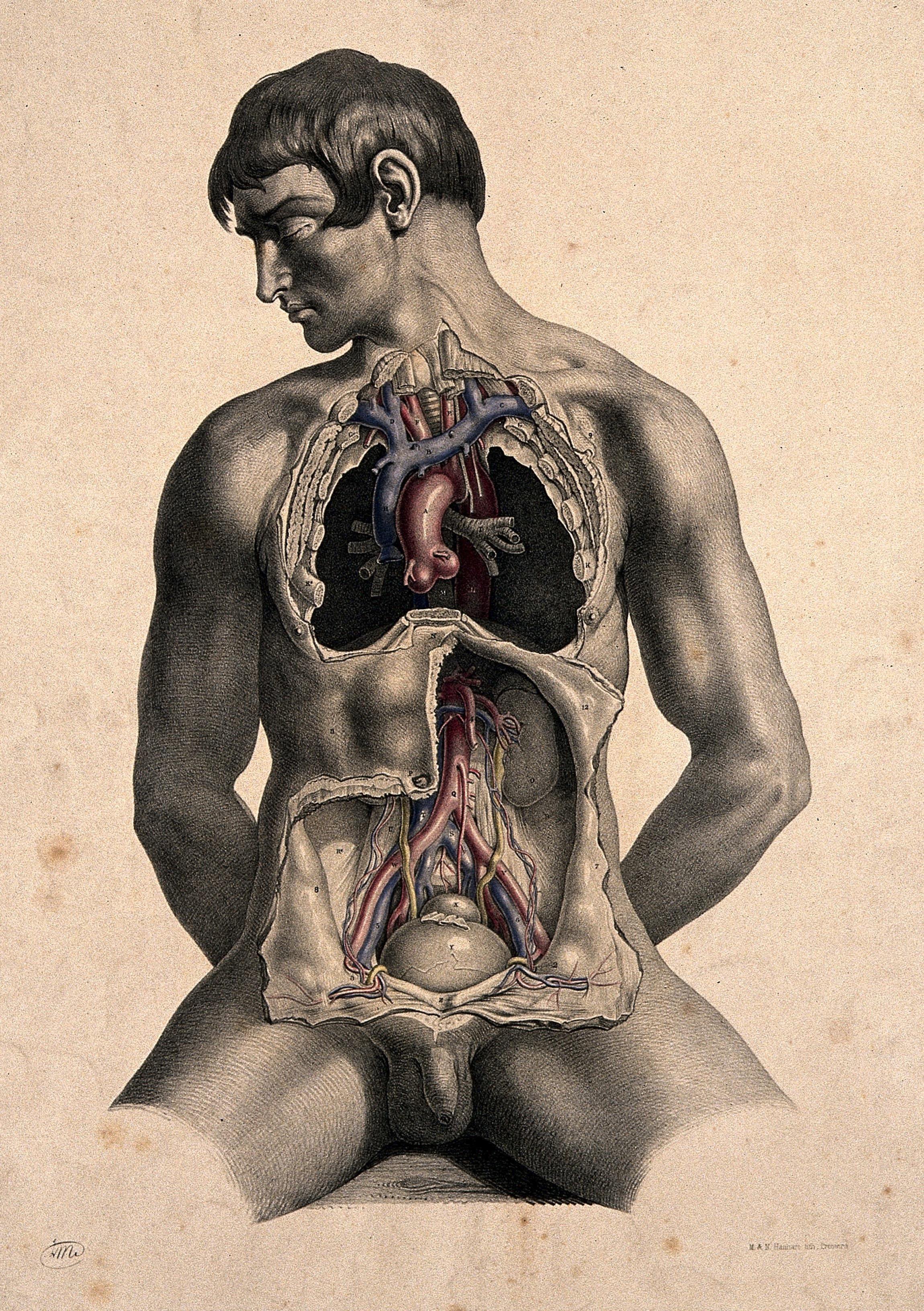 Dissection of the Trunk of a Seated White Man, Showing Major Blood-Vessels