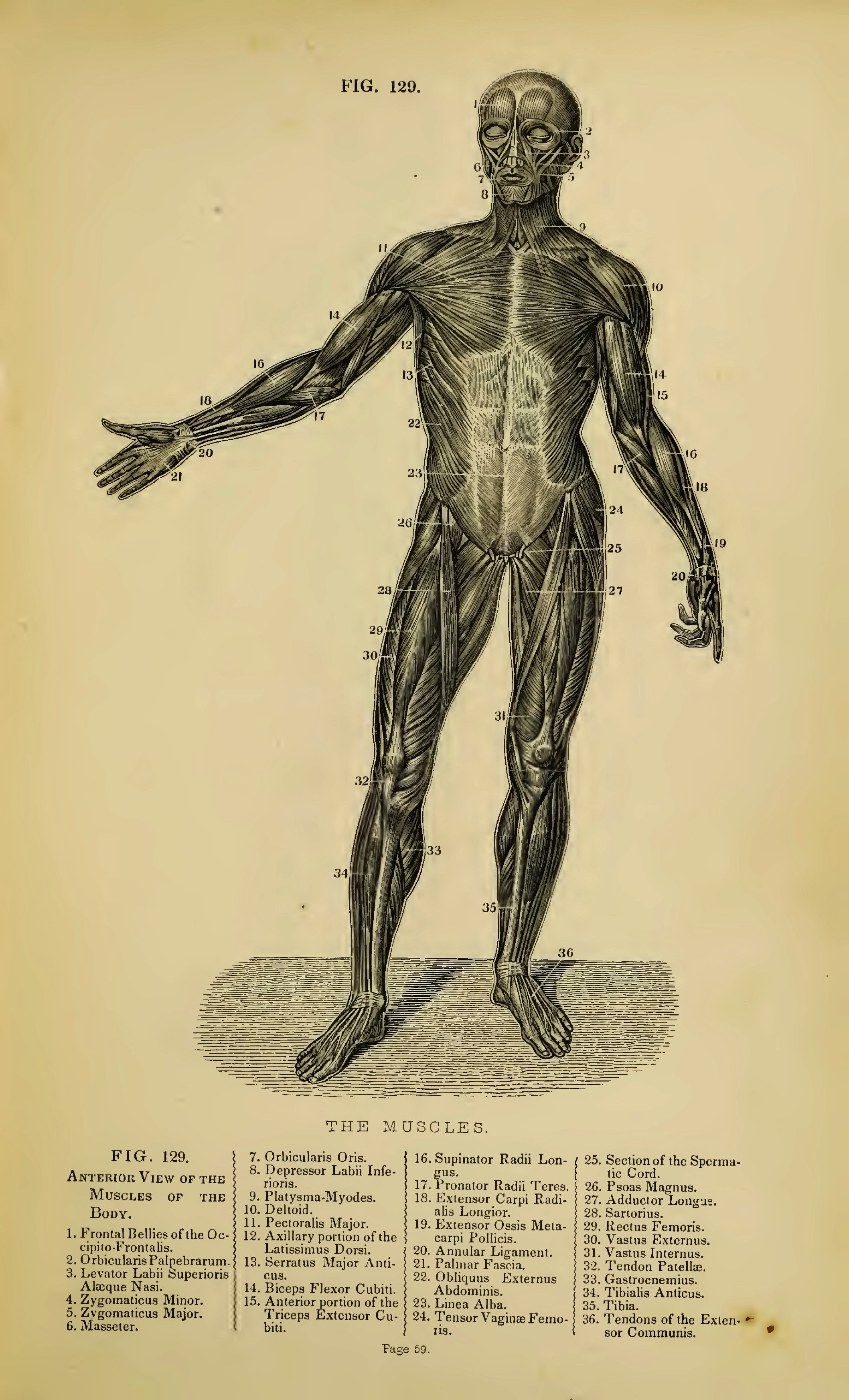 It Should Be on Every Surgeon's Table”: The Reception and