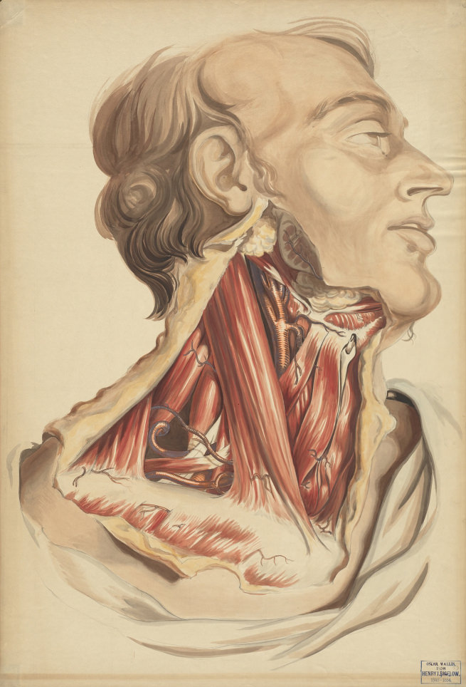 Teaching Watercolor of the Muscles and Blood Vessels of the Neck and Jaw