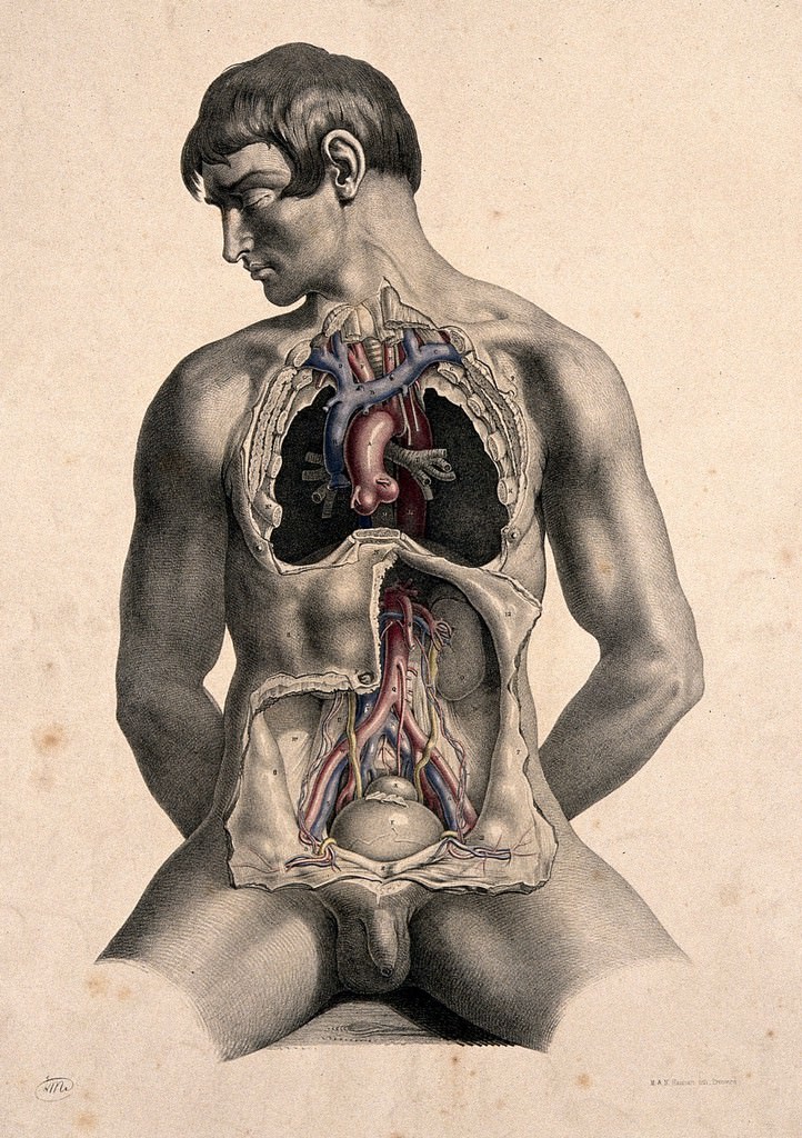 from Joseph Maclise, <i>Surgical Anatomy</i> (London: John Churchill, 1851), Plate 15, 1851, coloured lithograph. Wellcome Collection.