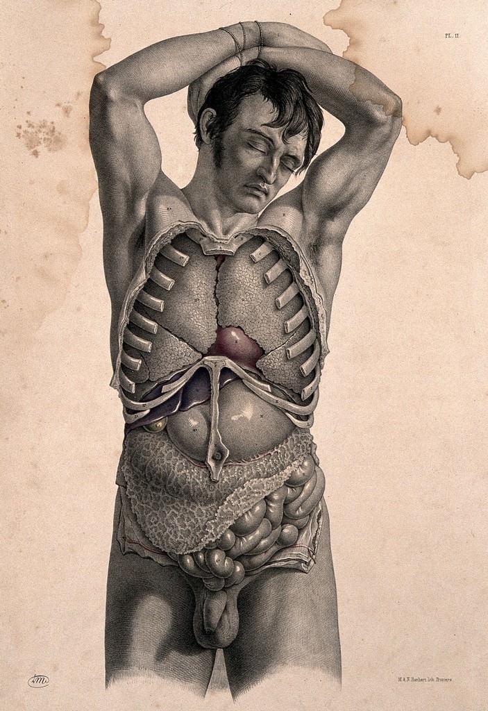 from Joseph Maclise, <i>Surgical Anatomy</i> (London: John Churchill, 1851), Plate 11, 1851, coloured lithograph. Wellcome Collection.