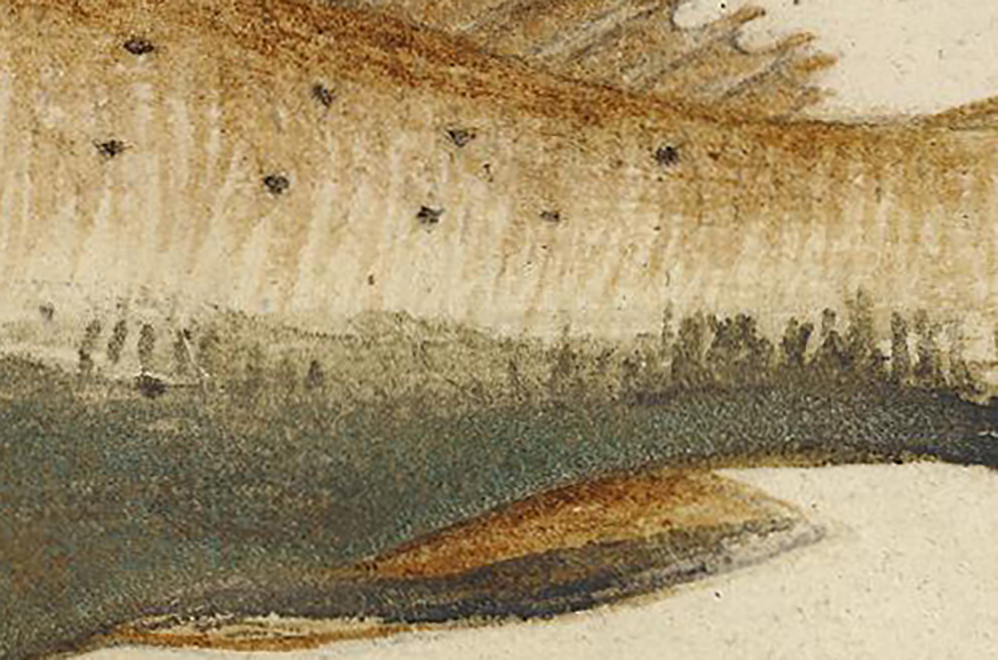 Grouper (“Mero”) (detail)