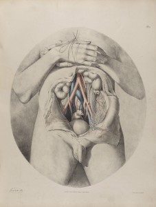 The Anatomy of the Arteries of the Human Body