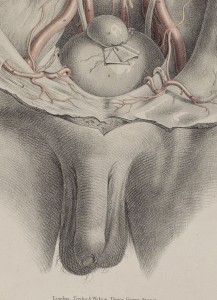 The Anatomy of the Arteries of the Human Body