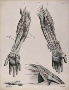 The circulatory system: three dissections of the hand and arm, with arteries and blood vessels indicated in red and surgical instruments shown beneath