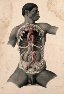 from Joseph Maclise, <i>Surgical Anatomy</i> (London: John Churchill, 1851), Plate 14, 1851, coloured lithograph. Wellcome Collection.