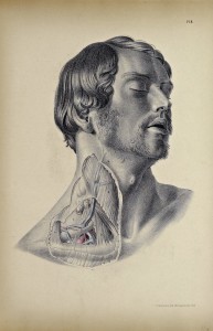 The Surgical Dissection of the Subclavian and Carotid Regions