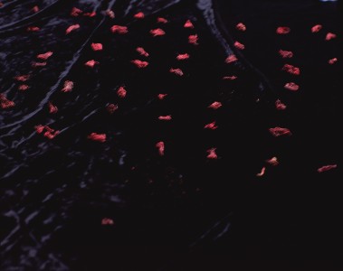 artist commission for <i>QJM: Monthly Journal of the Association of Physicians</i> 90, no. 12 (December 1997), medium format camera, transparency, 46 × 314 × 6.4 cm (overall dimensions variable).