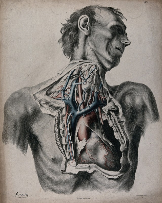 The Circulatory System: Dissection of the Neck and Thorax of a Man, with Aorta, Arteries and Veins Indicated in Red and Blue